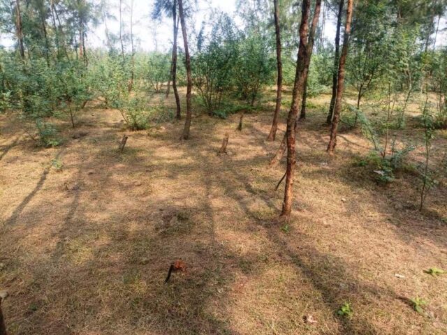 DHAMARA JHAUN JANGAL SURAKHYA