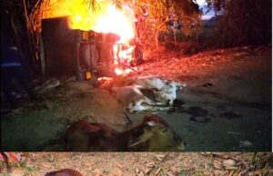 ଭଦ୍ରକ ପାଲଟିଛି ଗୋଚାଲାଣର ଚରାଭୂଇଁ, କୁମ୍ଭକର୍ଣ୍ଣ ନିଦ୍ରାରେ ପୁଲିସ୍, ଭ୍ୟାନ୍ ଓଲଟି ୧୨ ଗୋରୁ ମୃତ, ୬ ଉଦ୍ଧାର