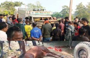 କେନାଲ ରାସ୍ତାରୁ ବେଆଇନି ଗୋରୁ ଗାଡି ଜବତ,୧୮ ଗୋରୁ ଉଦ୍ଧାର, ୨ ଗୋରୁ ମୃତ୍ୟୁ