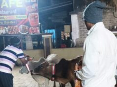 ଭଦ୍ରକ ବିଧାୟକଙ୍କ ଅଭିନ୍ୱ ପ୍ରୟାସ, ଗୋ ମାତାଙ୍କ ଦୁର୍ଘଟଣାର ସୁରକ୍ଷା ପାଇଁ ୫୦ ଟି ଗଳା ପଟି ବାନ୍ଧିଲେ