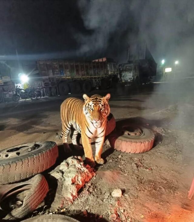 DHAMARA SOCIAL MEDIA RE TIGER