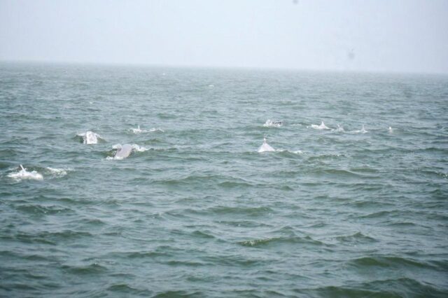 DHAMARA BABUBALI RE DOLPHIN