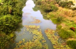 ଧାମନଗରର ନଦୀ ସଂସ୍କାର ହେଲେ ଚାଷୀଙ୍କ ଭାଗ୍ୟ ବଦଳାଇବା ସହ ବଢ଼ାଇବ ଅଂଚଳର ଶୋଭା