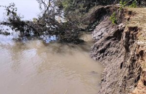 ମୁଁଆ ଗାଁ ନିକଟରେ ବୈତରଣୀ ନଦୀକୁ ଧସିଲା ସୁରକ୍ଷା ବନ୍ଧ, ନଦୀ ଗର୍ଭକୁ ଚାଲିଗଲା ଶହଶହ ବର୍ଷର ବଡ଼ବଡ଼ ଗଛ, ୨ଶହ ପରିବାର ଆତଙ୍କିତ