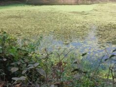 ଧାମନଗର:ପରିତ୍ୟକ୍ତ ଅବସ୍ଥାରେ ବିଭିନ୍ନ ଜଳାଶୟ, ସଂସ୍କାର ଅଭାବରୁ ପୋଖରୀ ଏବେ ପୋତି ହୋଇଯାଉଛି’, ଜଳ ସଂରକ୍ଷଣ ନେଇ ବଢୁଛି ଚିନ୍ତା