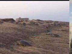 ଧାମରାରେ ବିଦେଶୀ କଇଁଛ(ଅଲିଭ ରିଡଲେ)ଙ୍କ ଅଣ୍ଡାଦାନରେ ବାଧକ ଜଳବାୟୁ ପରିବର୍ତନ