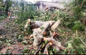 ଚାନ୍ଦବାଲିରେ କାଳ ବୈଶାଖୀର ତାଣ୍ଡବ, ରାସ୍ତାରେ ଉପୁଡିଲା ଗଛ ଓ ବିଦ୍ୟୁତ୍ ଖୁଂଟ, ବିଦ୍ୟୁତ୍ ସେବା ଠପ୍, ଯାତାୟତ ବାଧାପ୍ରାପ୍ତ