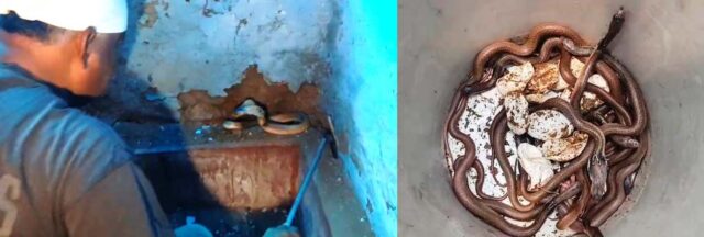 NAGA NAGUNI SAHA 27 CHUA UDHAR