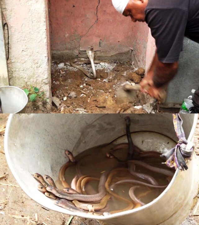 NAGA SAHA 32 CHUA UDHAR