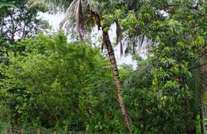 ବର୍ଷା ଯୋଗୁଁ ଚାଷ ଜମିରେ ବନ୍ୟା ଭ୍ରମ, ଭଣ୍ଡାରିପୋଖରୀରେ ସର୍ବାଧିକ ୧୧୦ ମି.ମି. ବର୍ଷା