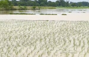 ବନ୍ୟାରେ ୬ଟି ବ୍ଲକ୍ର ୫୨୩୭୭.୮୮ ହେକ୍ଟର ଚାଷଜମି ପ୍ରଭାବିତ,୩୩ ପ୍ରତିଶତରୁ କମ୍ ୩୭୧୪୩ ହେକ୍ଟର, ୩୨୧୫୯ ହେକ୍ଟର ବୃଷ୍ଟିୁପୃଷ୍ଠ ଓ ୪୯୮୪ ହେକ୍ଟର ଜଳସେଚିତ