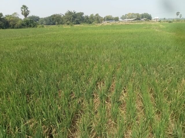 ARNAB BATYA DELA ASWASTI