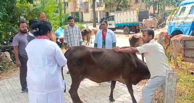 DHAMNAGAR 13 GORU RESCUE