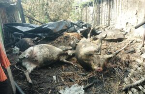 ଗୋରୁ ଗୁହାଳରେ ଅଗ୍ନିକାଣ୍ଡ ଘଟି ୪ଗାଈ ଜୀବନ୍ତ ଦଗ୍ଧ