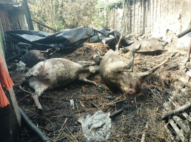GUHALA RE AGNIKANDA - 4 COW DEATH