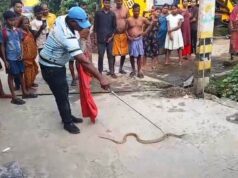 ନପଙ୍ଗ ଗାଁରୁ ୨ଟି ନାଗସାପ ଉଦ୍ଧାର
